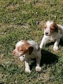 Cuccioli di Breton