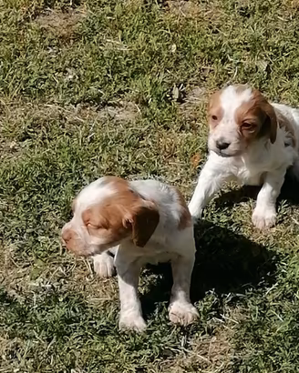 Cuccioli di Breton