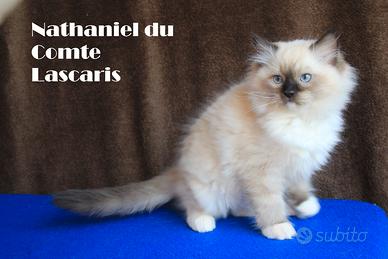 NATHANIEL gattino razza RAGDOLL