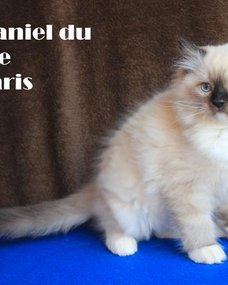 NATHANIEL gattino razza RAGDOLL