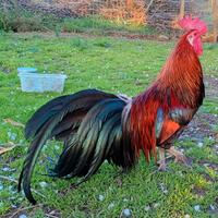 Gallinelle e galletti nani