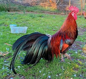 Gallinelle e galletti nani