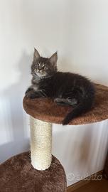 Cucciola Maine Coon con pedigree