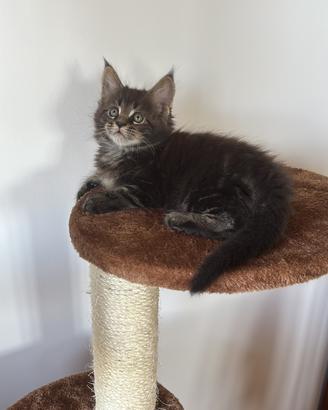 Cucciola Maine Coon con pedigree