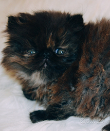 Cucciola persiana tortie