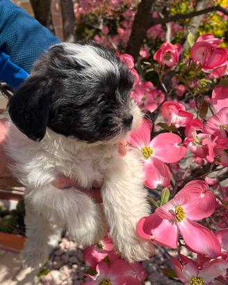 Cuccioli shih tzu Taglia piccola