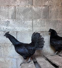 Galline Cemane