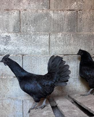 Galline Cemane