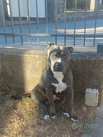 Zeus American Staffordshire terrier per monta