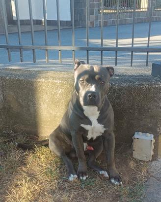 Zeus American Staffordshire terrier per monta