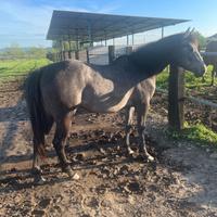 Quarter horse femmina 2023