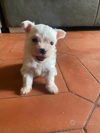 Cuccioli Maltese Toy