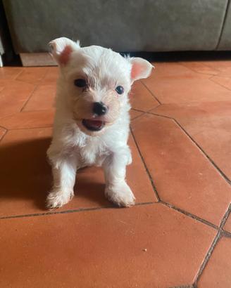 Cuccioli Maltese Toy