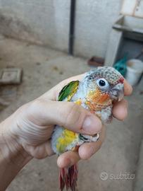 Pappagalli Pyrrhura molinae-Conuro guance verdi