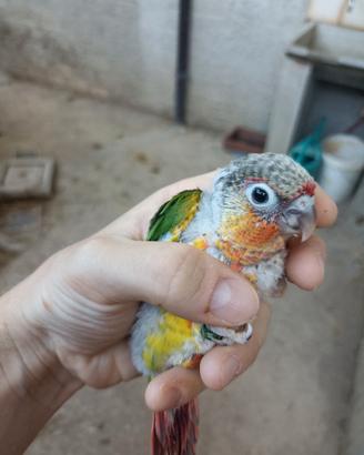 Pappagalli Pyrrhura molinae-Conuro guance verdi