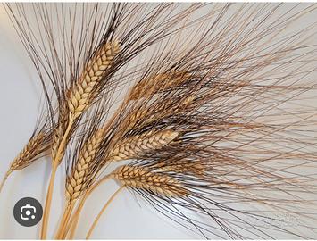 grano senatore capelli