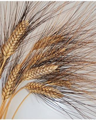 grano senatore capelli