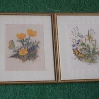 antica stampa di botanica