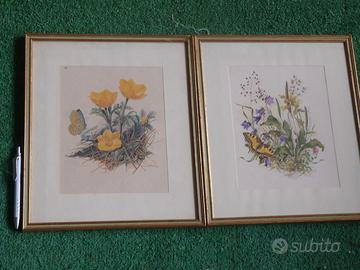 antica stampa di botanica