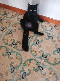 Gatto maschio sterilizzato