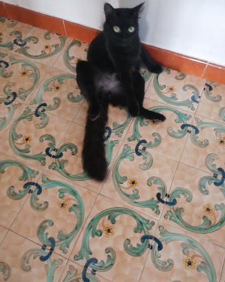Gatto maschio sterilizzato