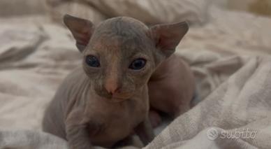 Gatto sphynx