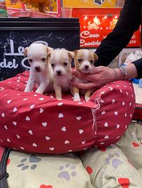 Chihuahua pincher Toy per rimborso spese