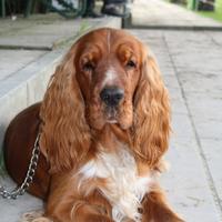 Cocker spaniel inglese per monta