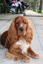 Cocker spaniel inglese per monta