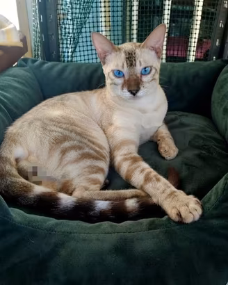  Bengala Snow Lynx Point -Occhi Azzuro Intenso    