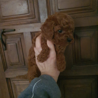 Cuccioli di barboncini mini toy