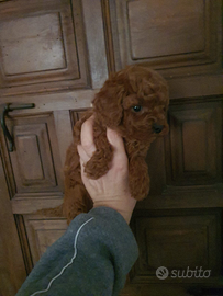 Cuccioli di barboncini mini toy