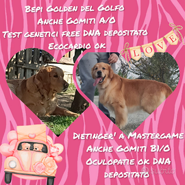 Cuccioli Golden retriever