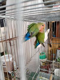 Inseparabili
