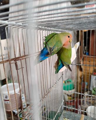 Inseparabili