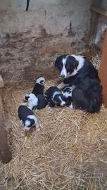 cuccioli di border collie 