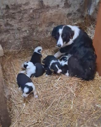 cuccioli di border collie 