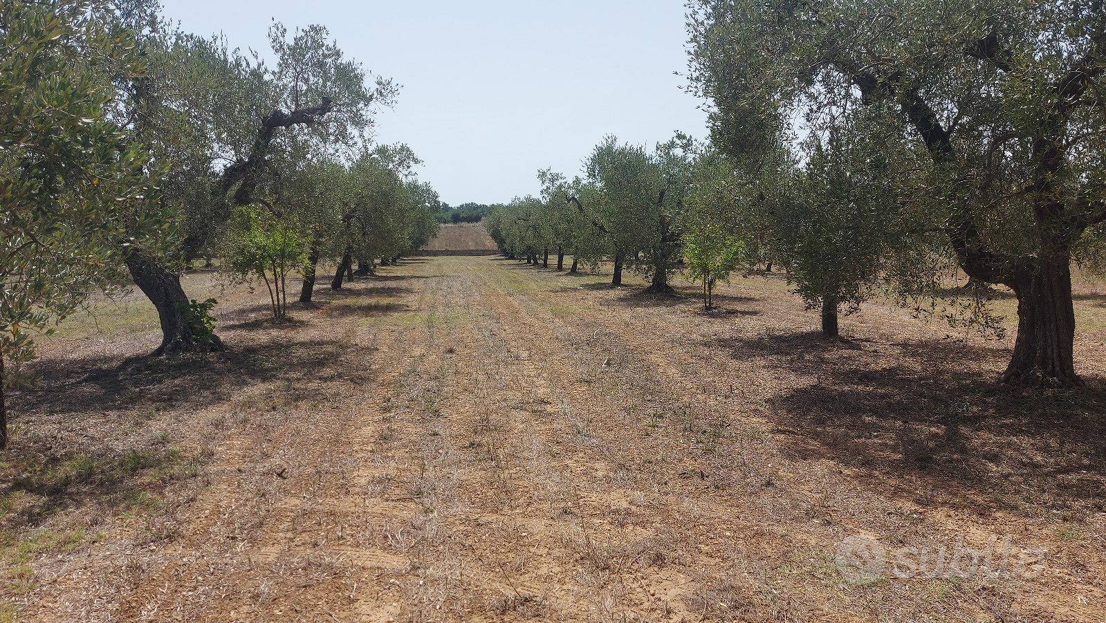 Uliveto in c.da Selvapiana - Vista 5