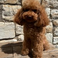 Barboncino per accoppiamento