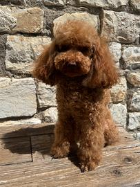 Barboncino per accoppiamento