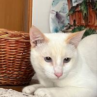 Gatto bianco