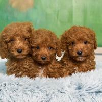 Splendidi cuccioli di Barboncino Toy