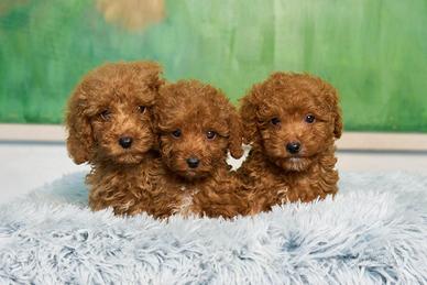 Splendidi cuccioli di Barboncino Toy