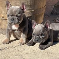 Bulldog francese exotic