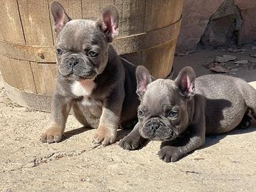 Bulldog francese exotic