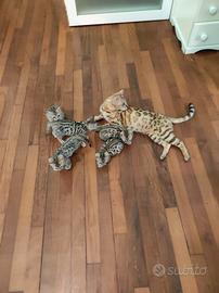 Gattino bengala maschio