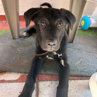 Cane di sette mesi incrocio labrador
