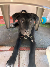 Cane di sette mesi incrocio labrador
