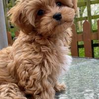 Maltipoo