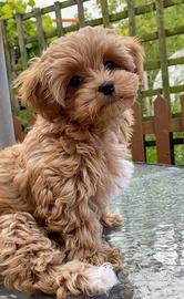 Maltipoo